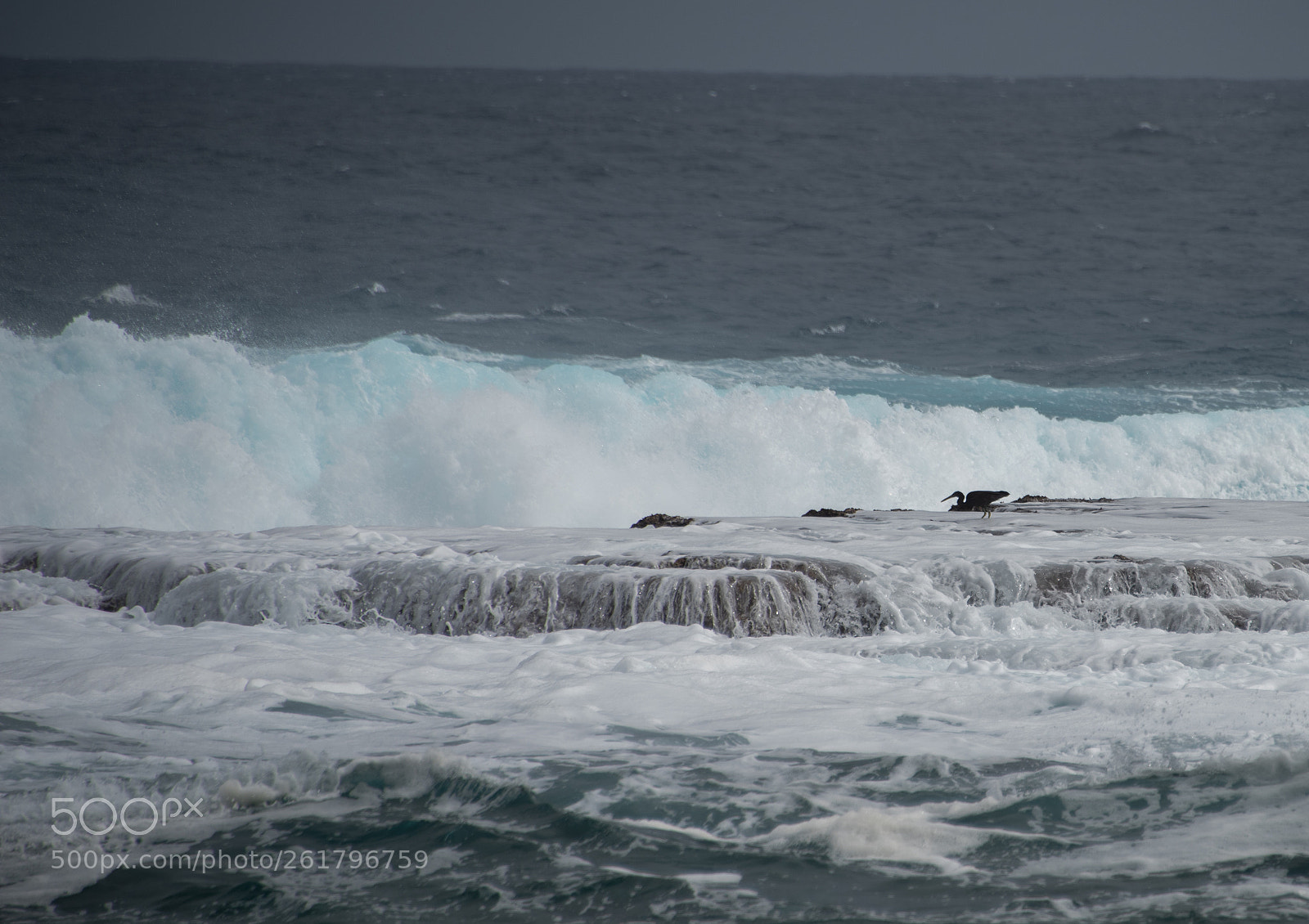Nikon D810 sample photo. Tonga big waves -6 photography