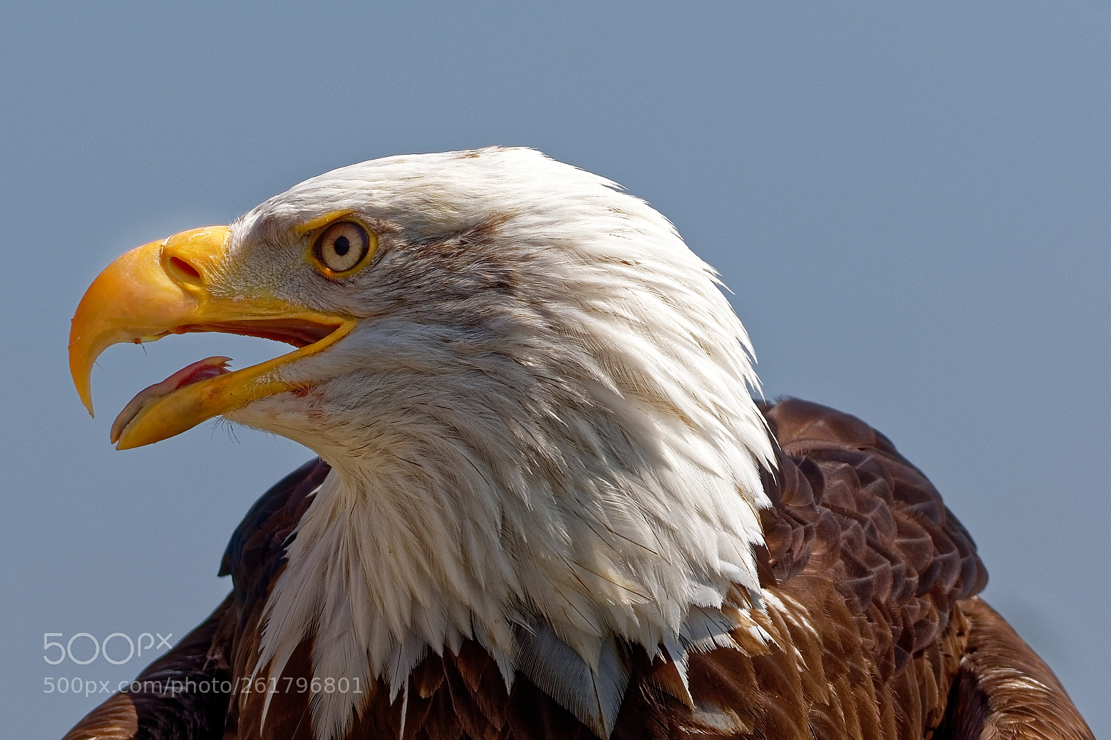 Sigma 150-600mm F5-6.3 DG OS HSM | C sample photo. Look the other way photography