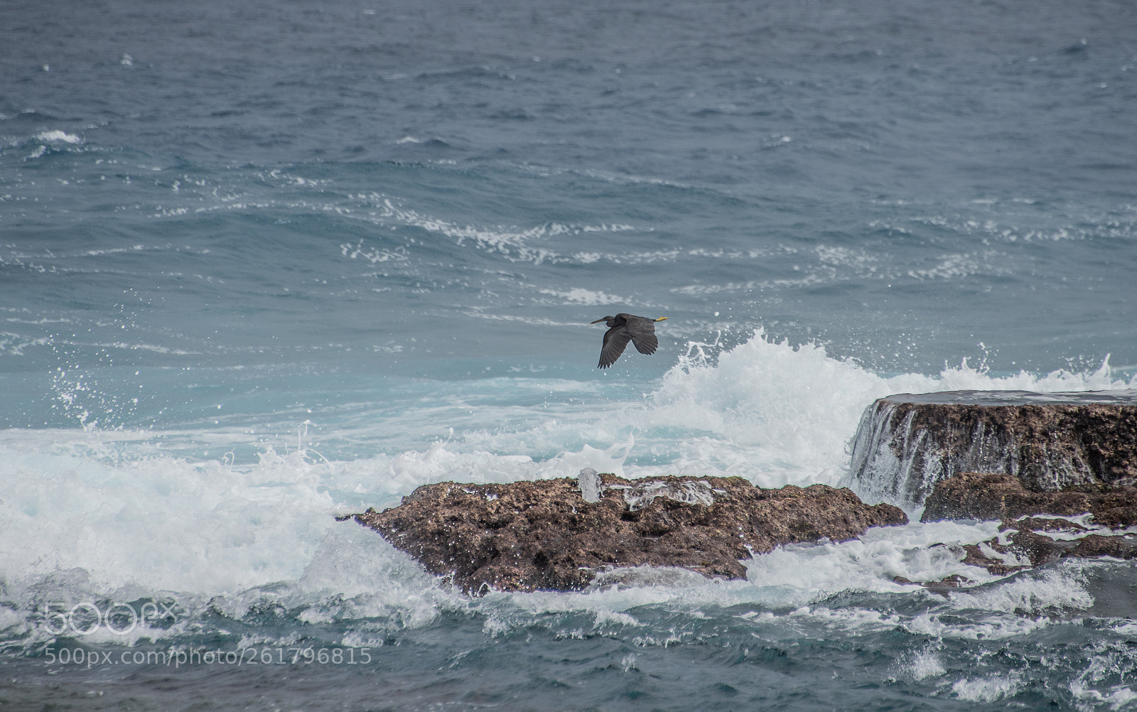 Nikon D810 sample photo. Tonga big waves -9 photography