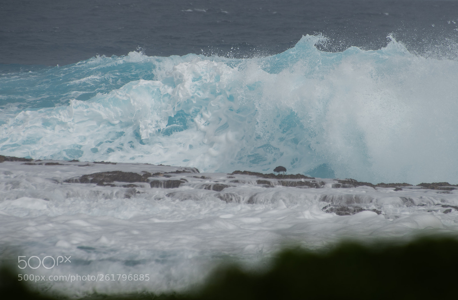 Nikon D810 sample photo. Tonga big waves -11 photography