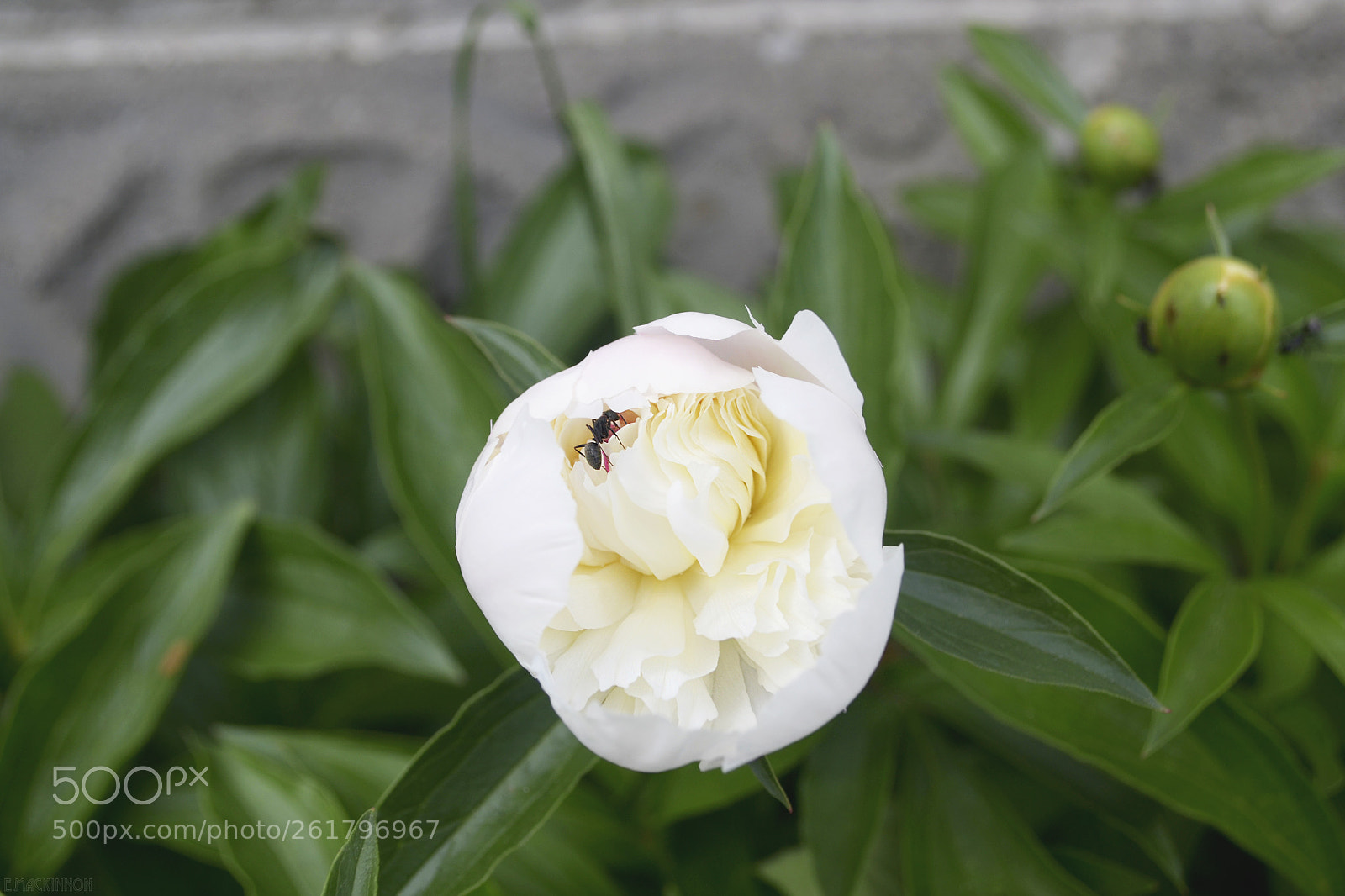 Nikon D3100 sample photo. Copy cat photography