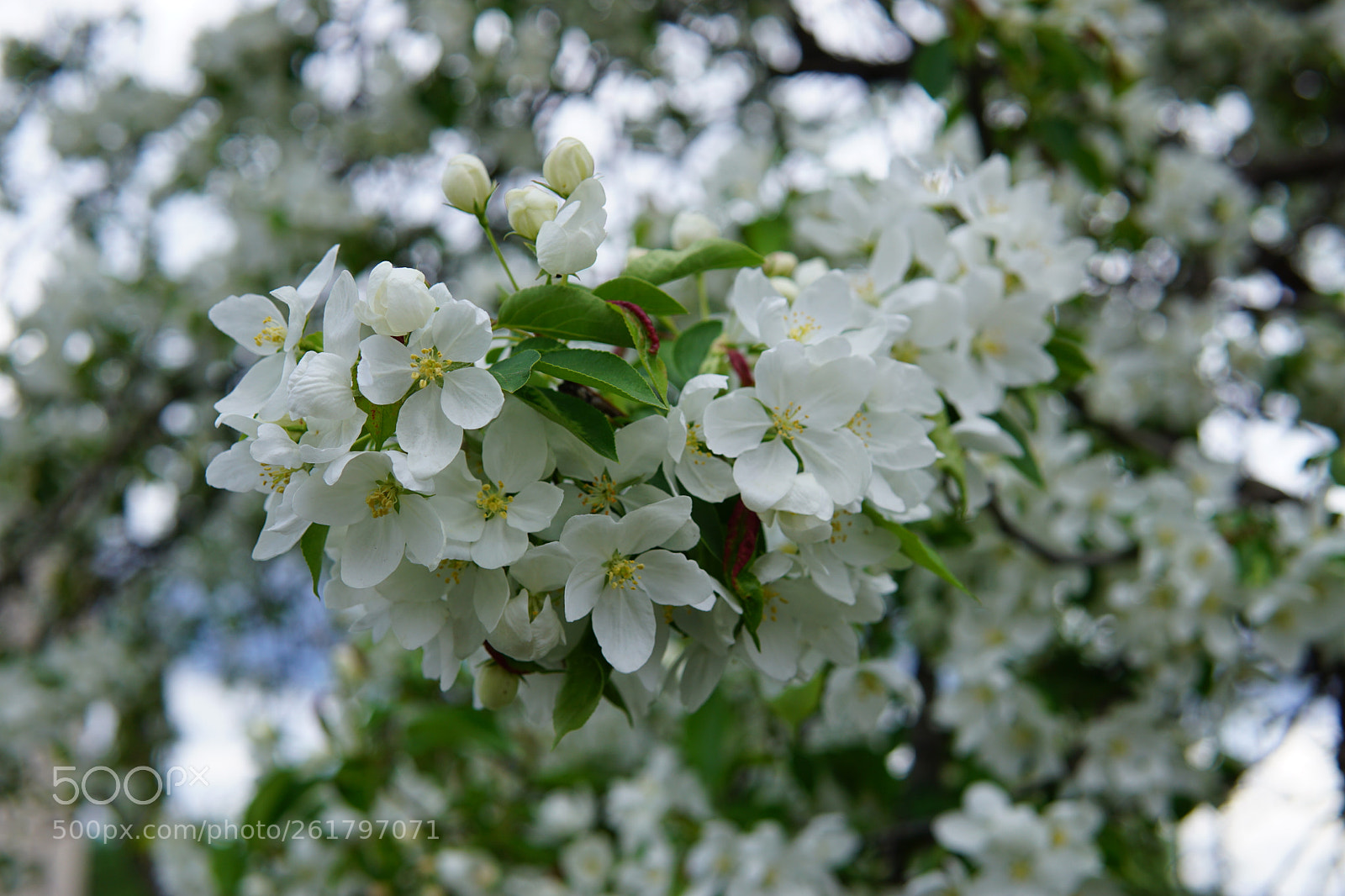 Sony a6000 + Sigma 30mm F1.4 DC DN | C sample photo. Wild apple tree photography