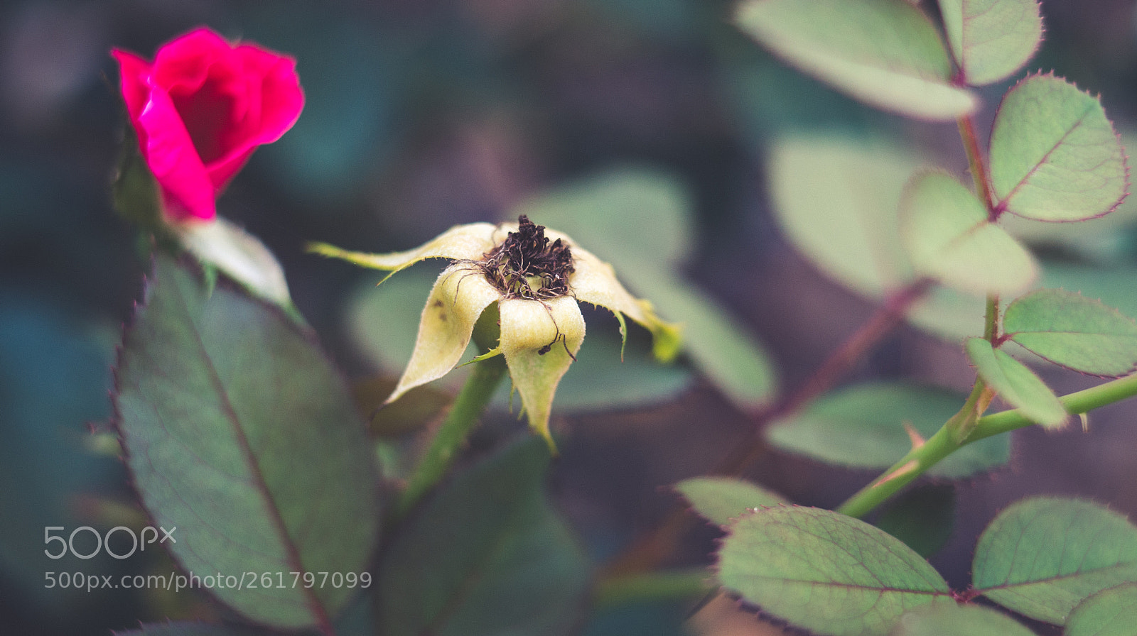 Sony a99 II sample photo. Rose bush photography
