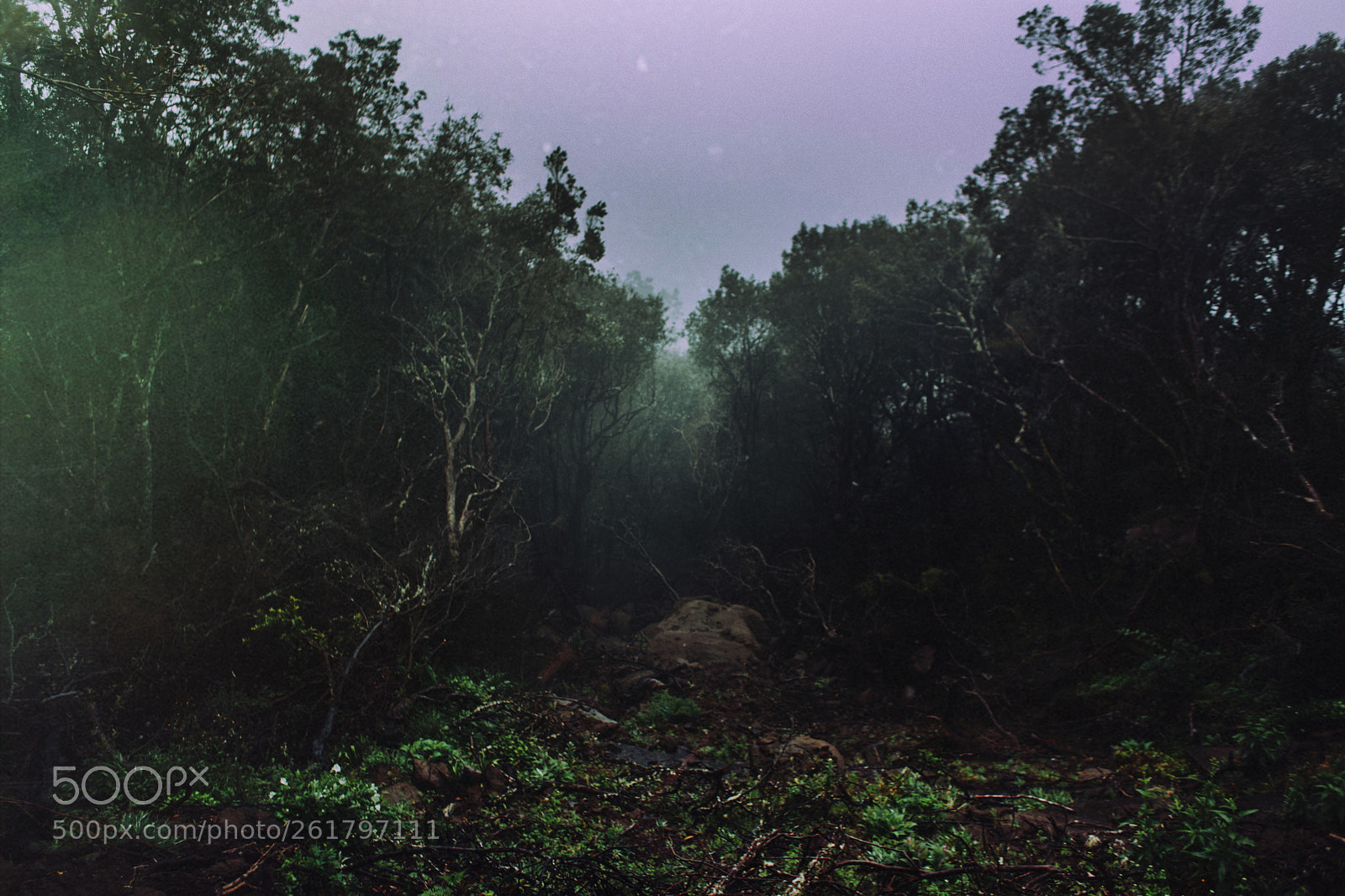 Canon EOS 5D Mark II sample photo. Fogs in madeira photography