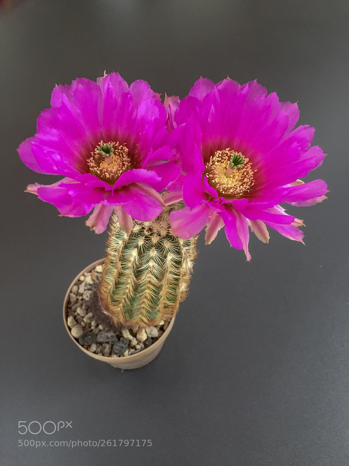 Apple iPhone 6 sample photo. Flowering cactus photography