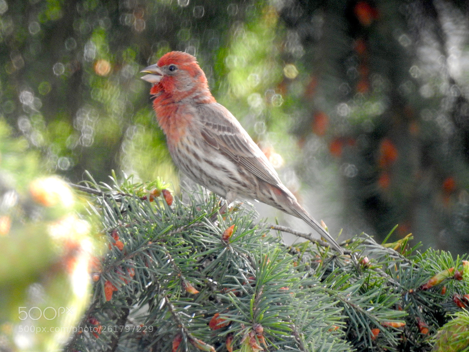 Nikon Coolpix P900 sample photo. Finch photography