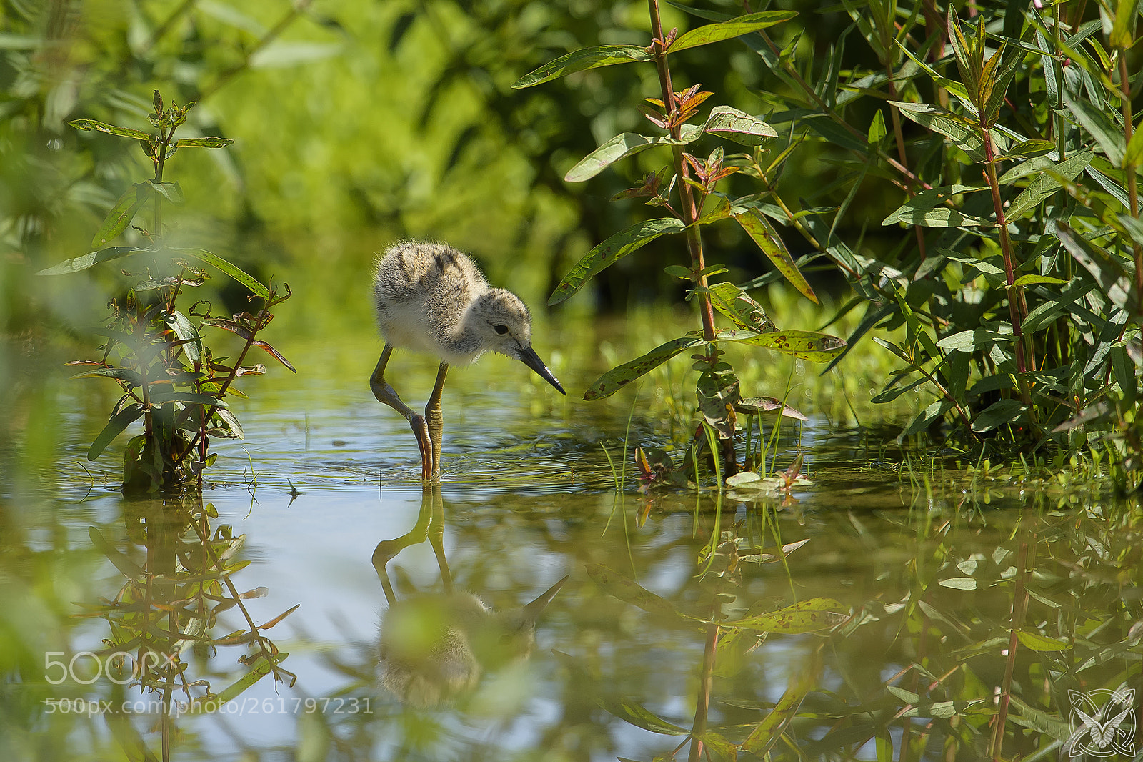Nikon D4S sample photo. Himantopus himantopus, cavaliere d'italia photography