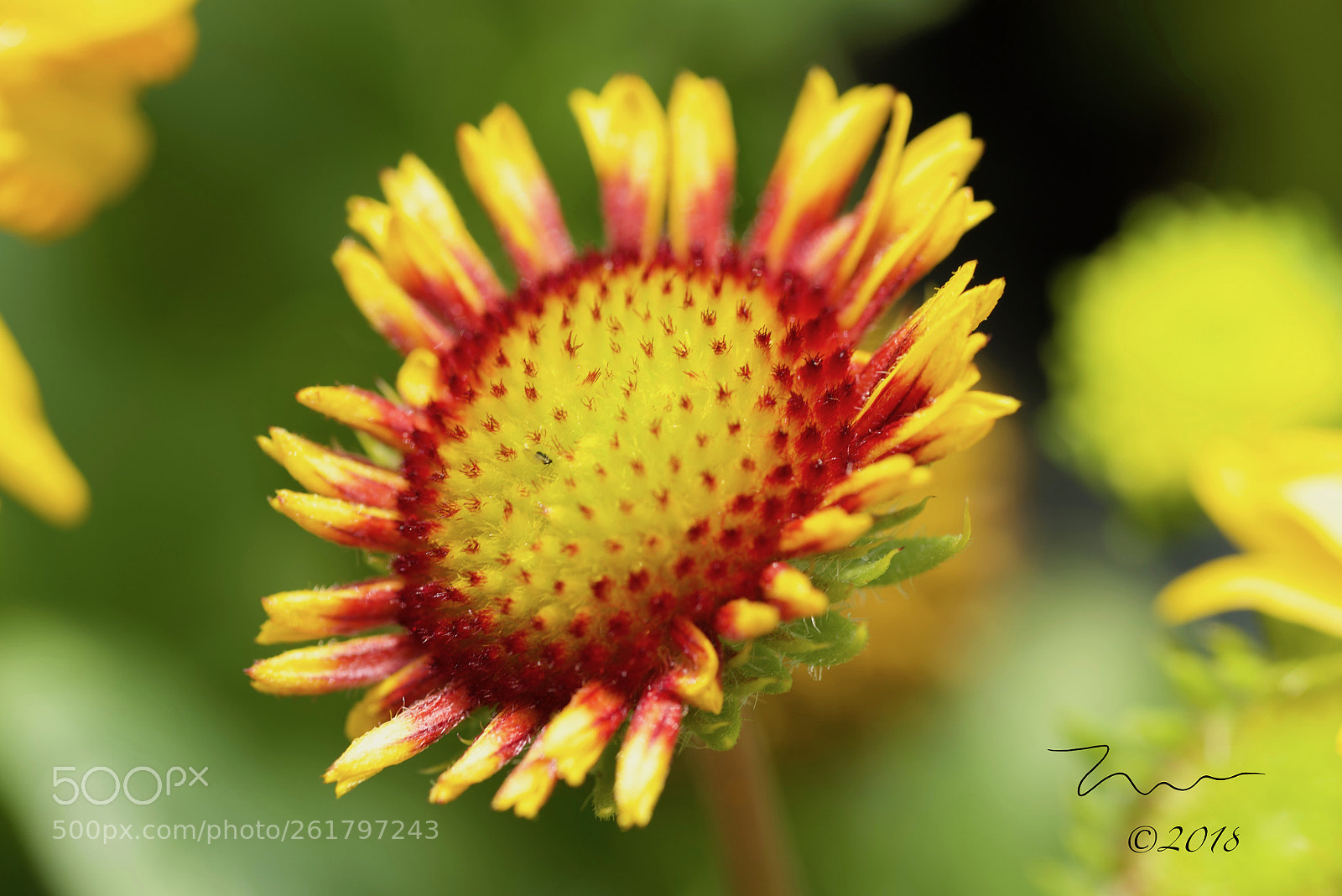 Nikon D750 sample photo. Bloom photography