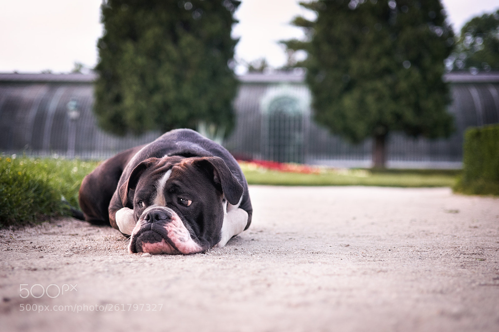 Fujifilm X-T2 sample photo. Bored or insulted? photography