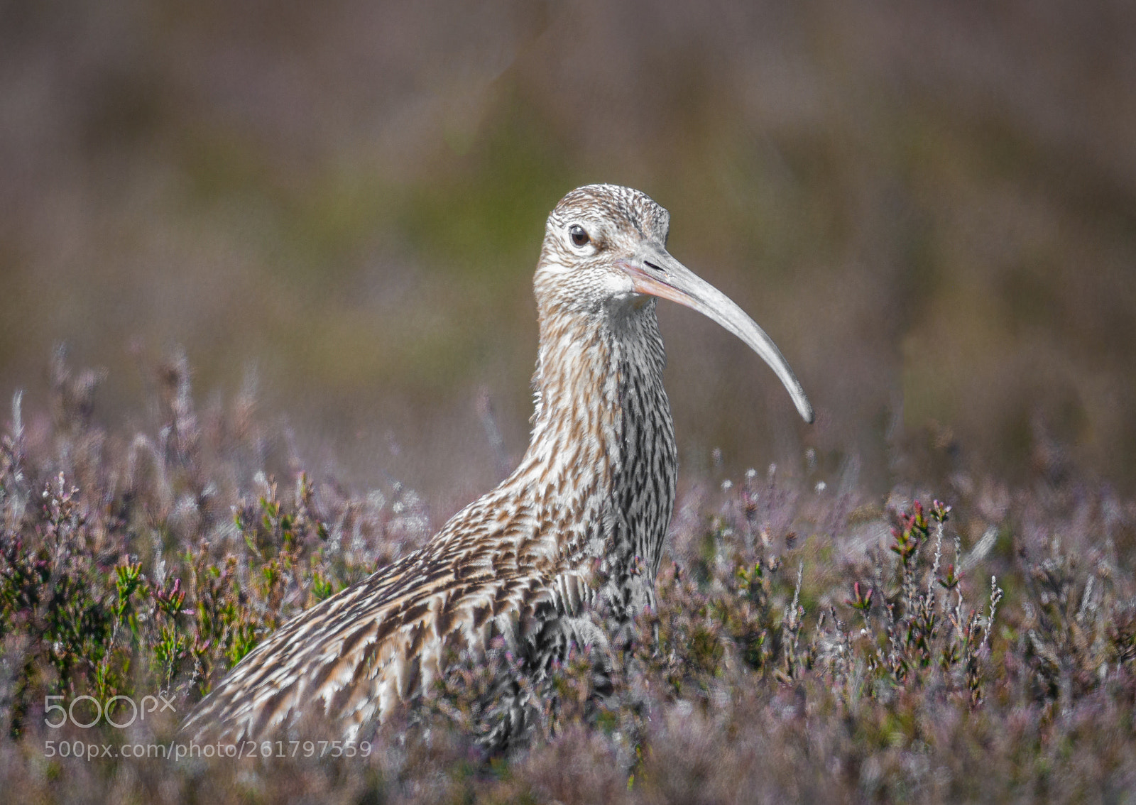 Nikon D800 sample photo. Curlew photography