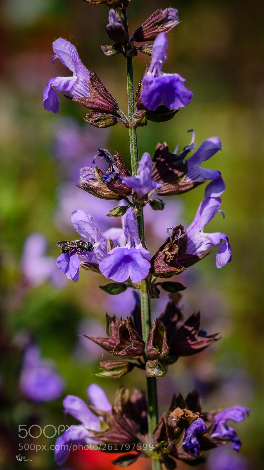 Nikon D5500 sample photo. Bee and flower photography