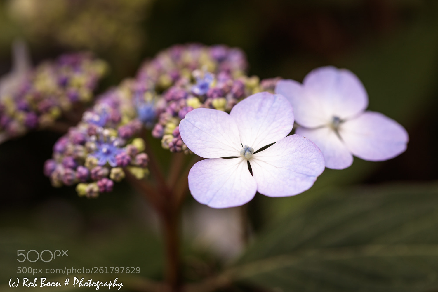 Canon EOS 5DS sample photo. Hortensia photography