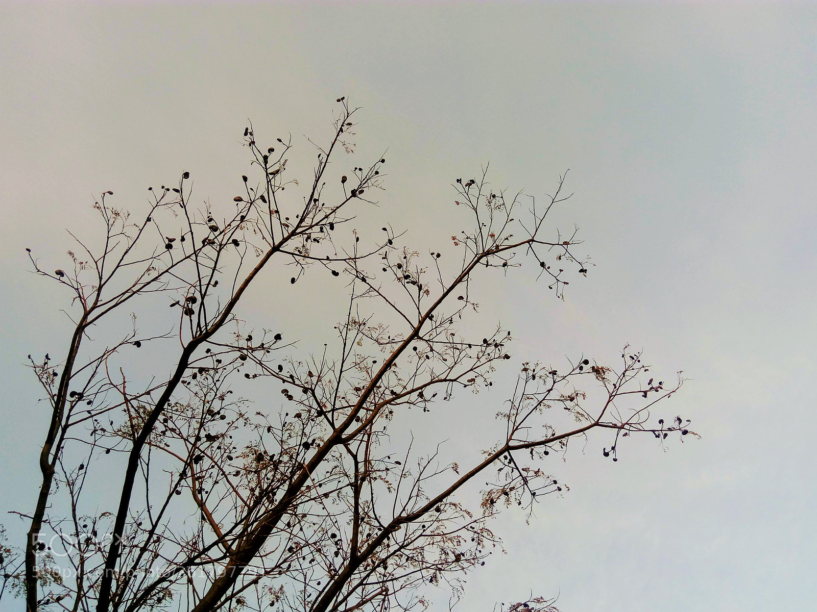 LG K430DSF sample photo. Untitled photography
