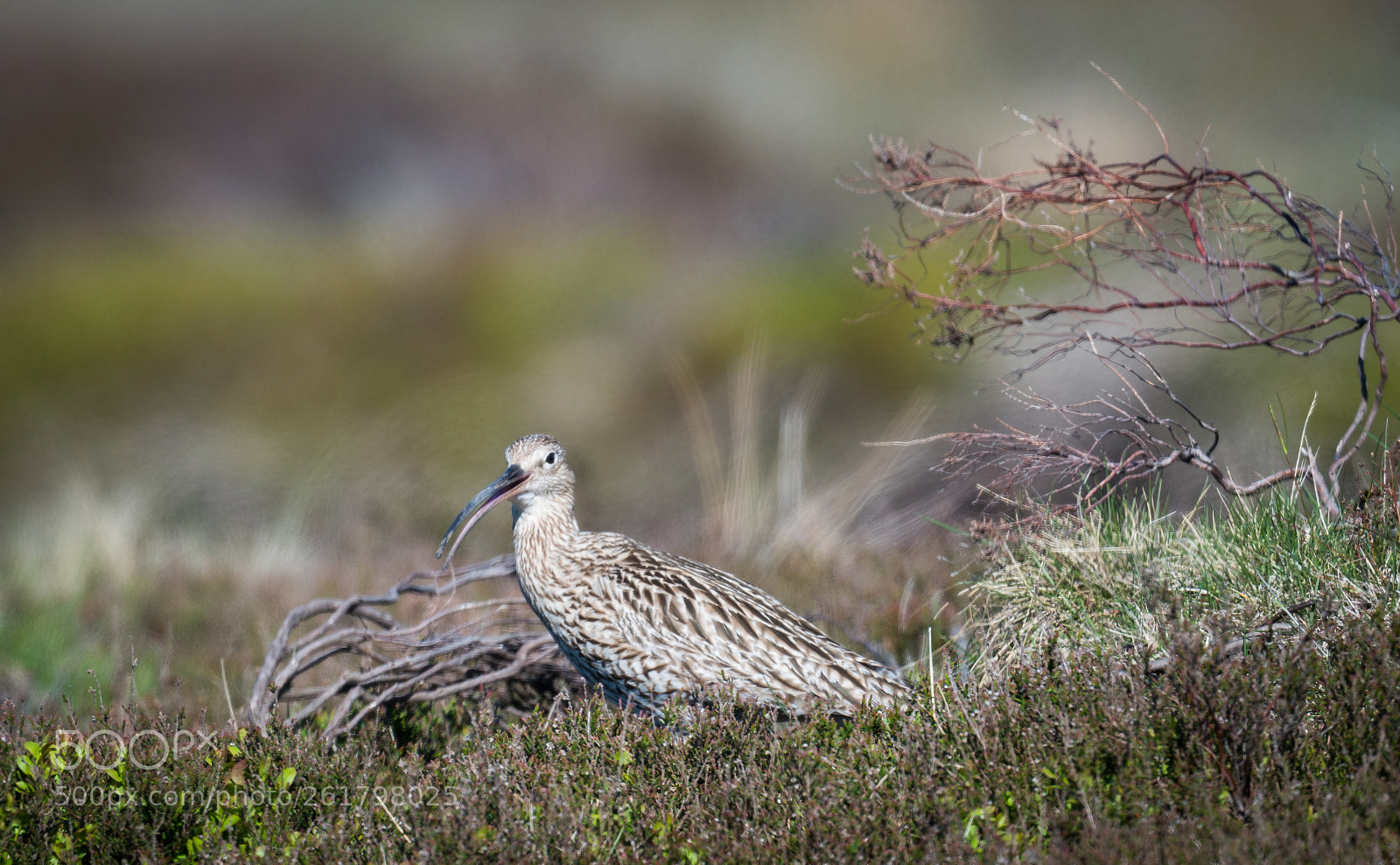 Nikon D800 sample photo. North york moors curlew photography