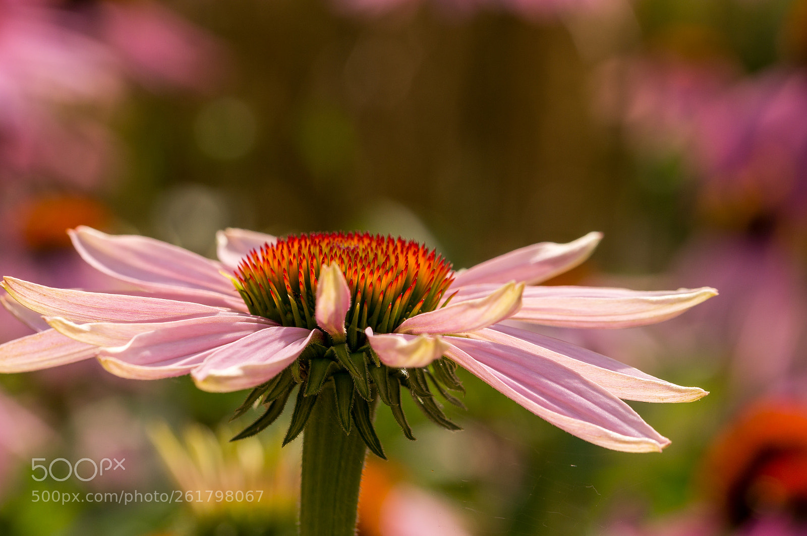 Sony Alpha NEX-6 sample photo. Rosa sonnenhut photography