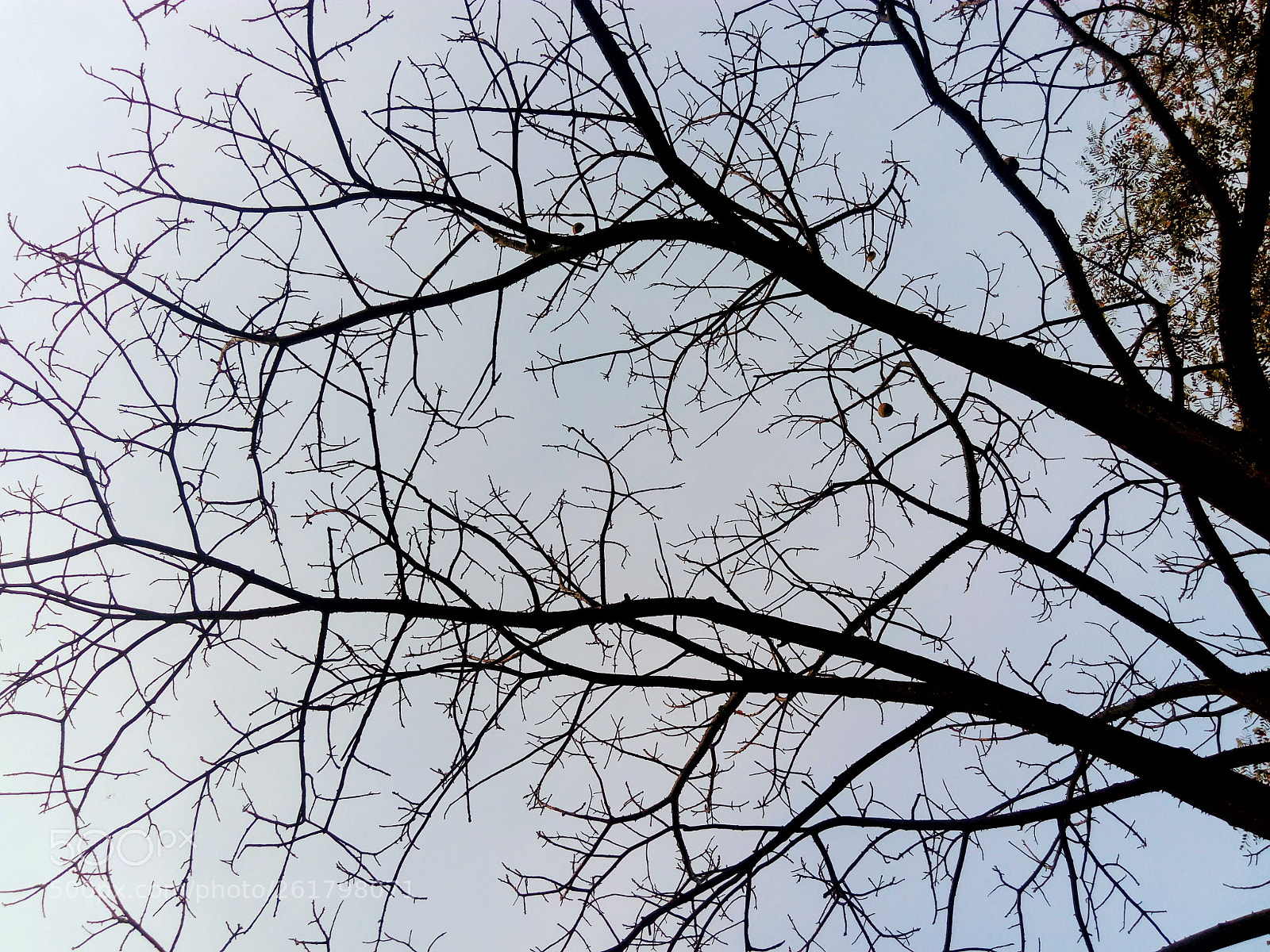 LG K430DSF sample photo. Untitled photography