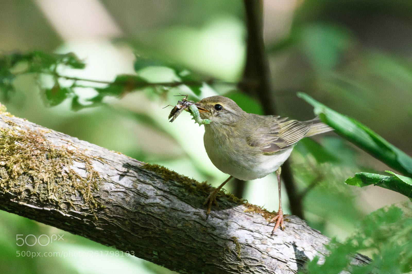 Nikon D500 sample photo. Willow warbler photography