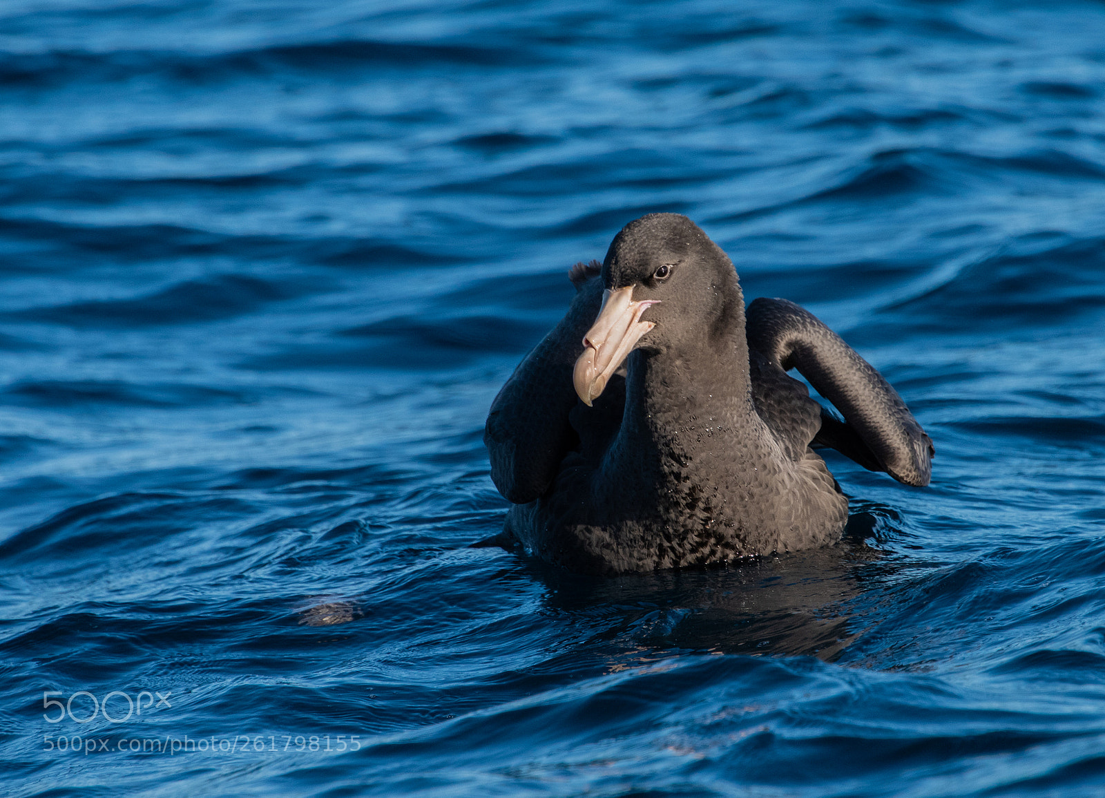 Nikon D810 sample photo. Northern giant petrel -2 photography