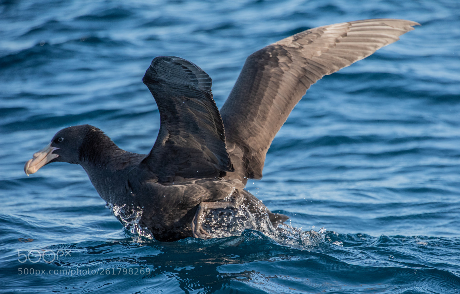 Nikon D810 sample photo. Northern giant petrel -3 photography