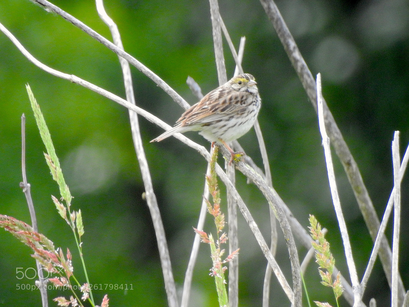 Nikon Coolpix P900 sample photo. Savannah sparrow photography