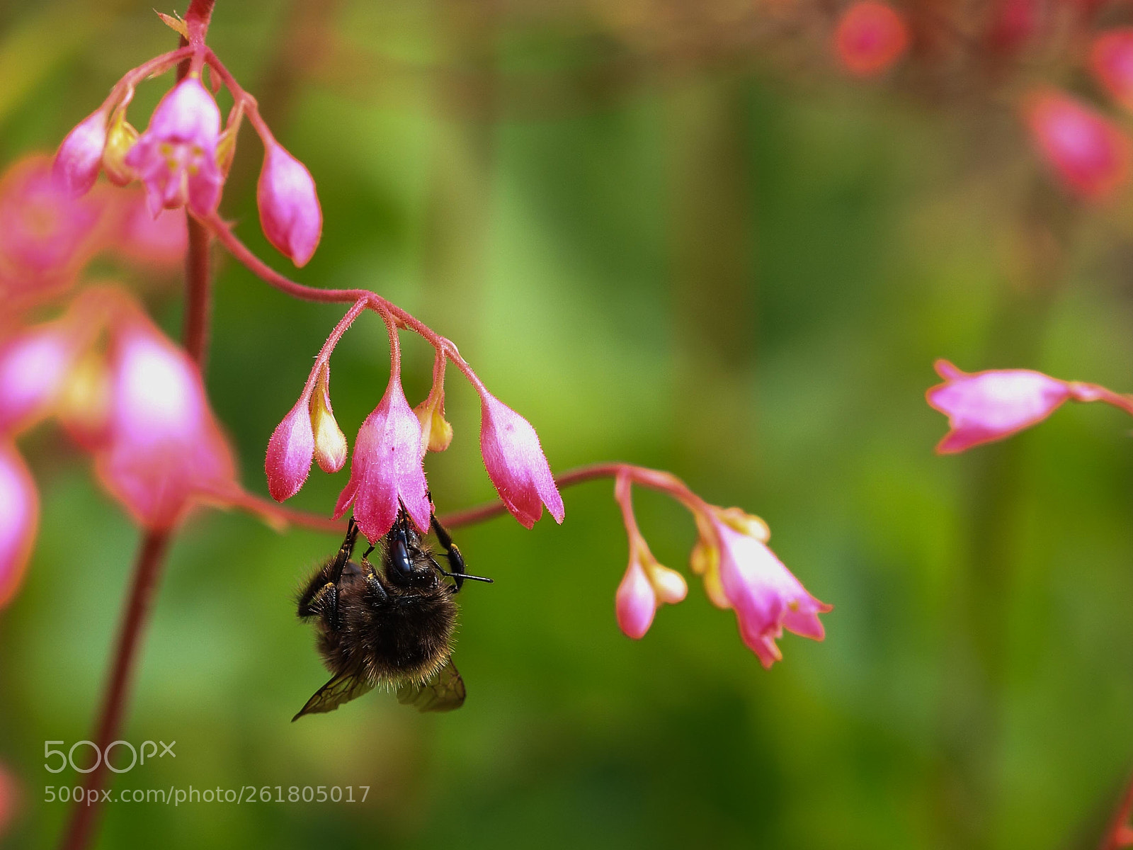 Canon EOS 750D (EOS Rebel T6i / EOS Kiss X8i) sample photo. On the coral bells photography
