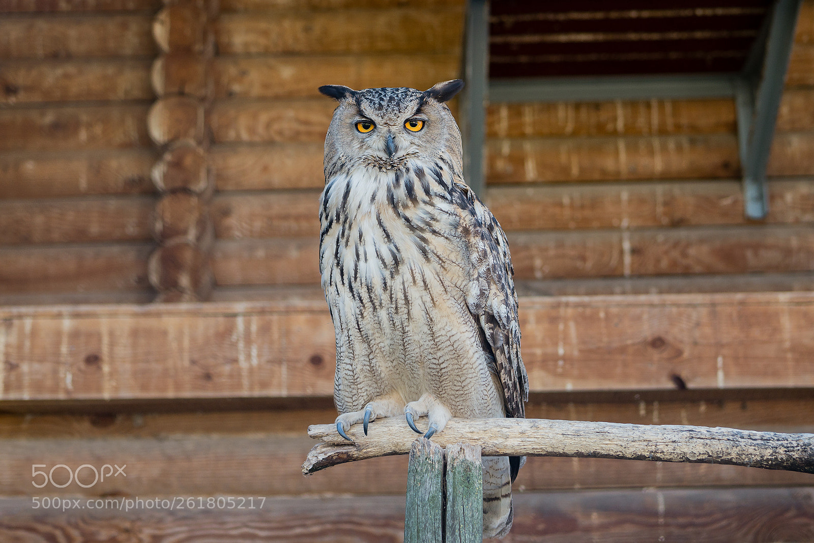 Panasonic Lumix DMC-G6 sample photo. Eurasian eagle-owl photography