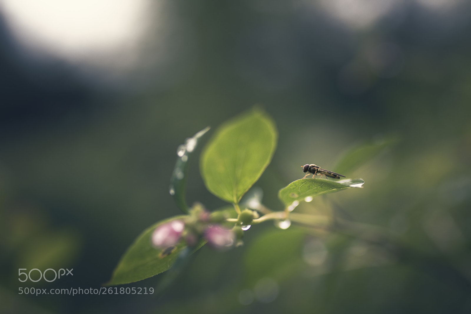 Nikon D7200 sample photo. Hoverfly photography
