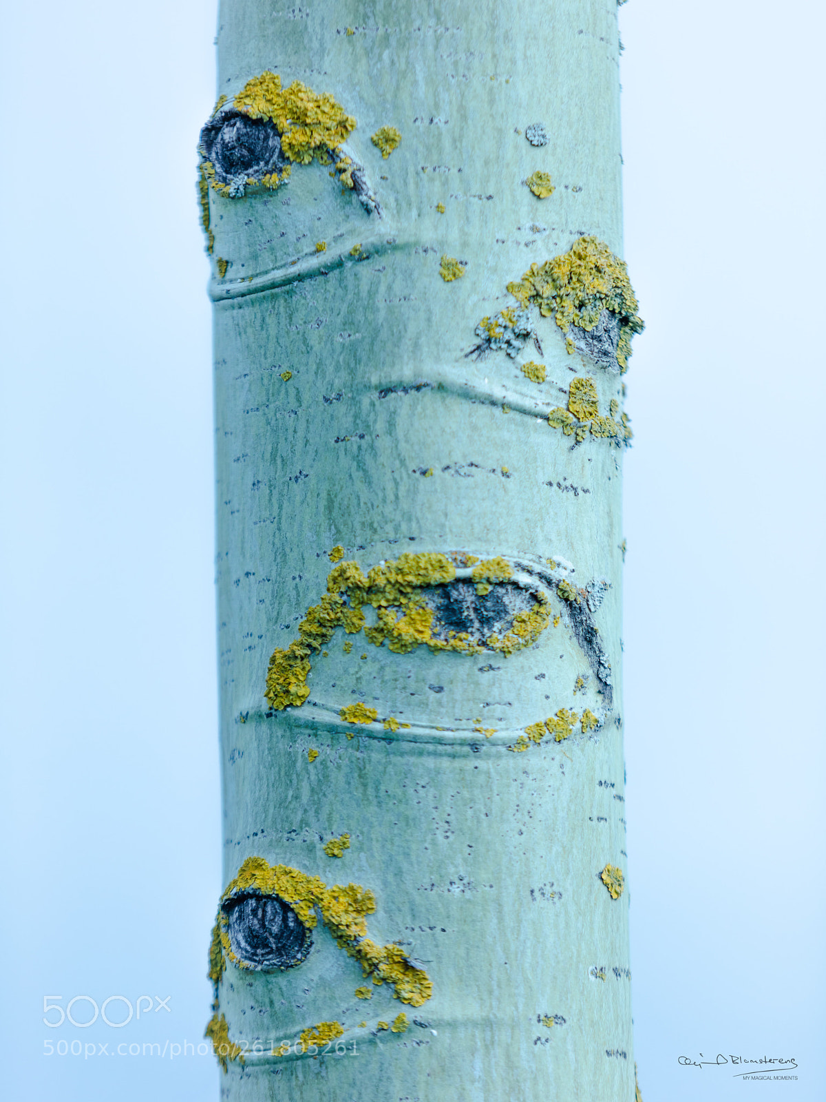 Canon EOS 5D Mark IV sample photo. Even trees have eyes photography