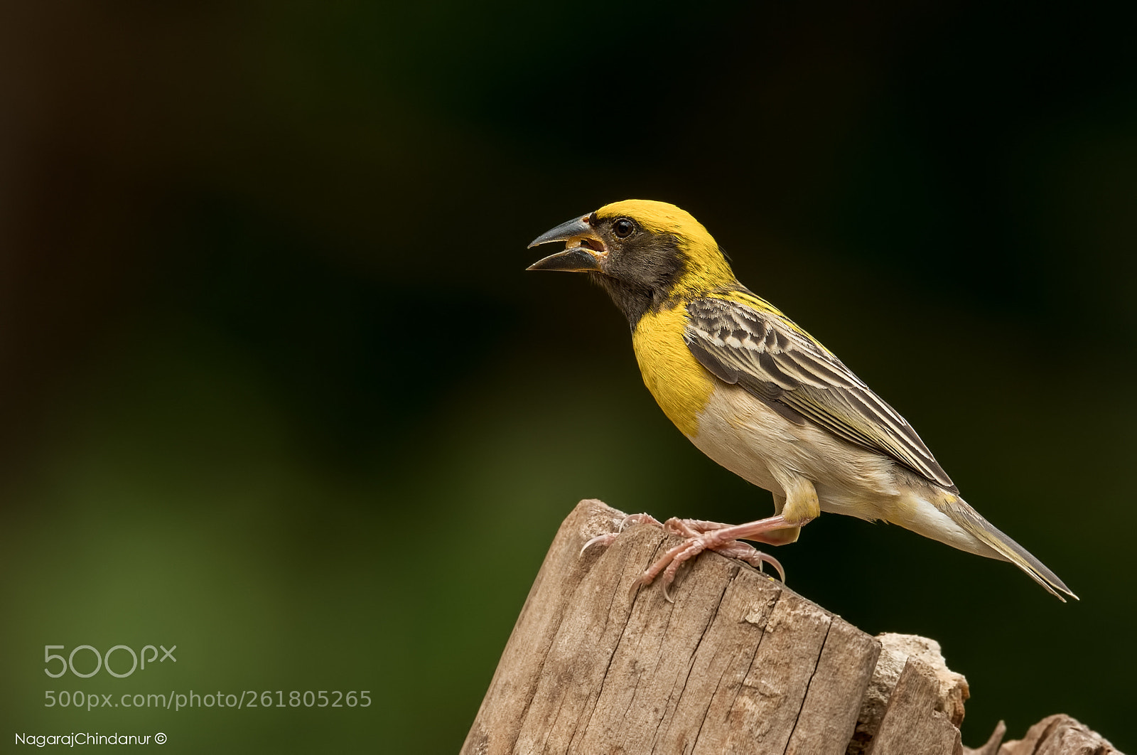 Nikon D5 sample photo. Baya weaver photography