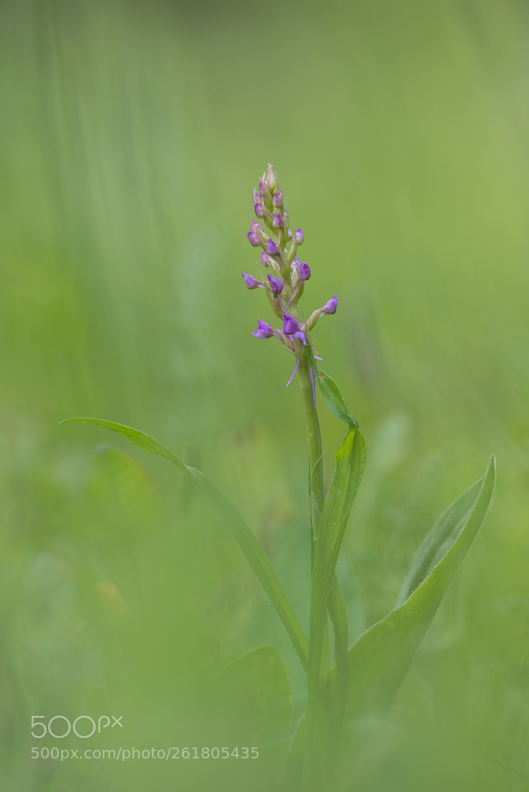 Pentax K-1 sample photo. Mücken-händelwurz photography
