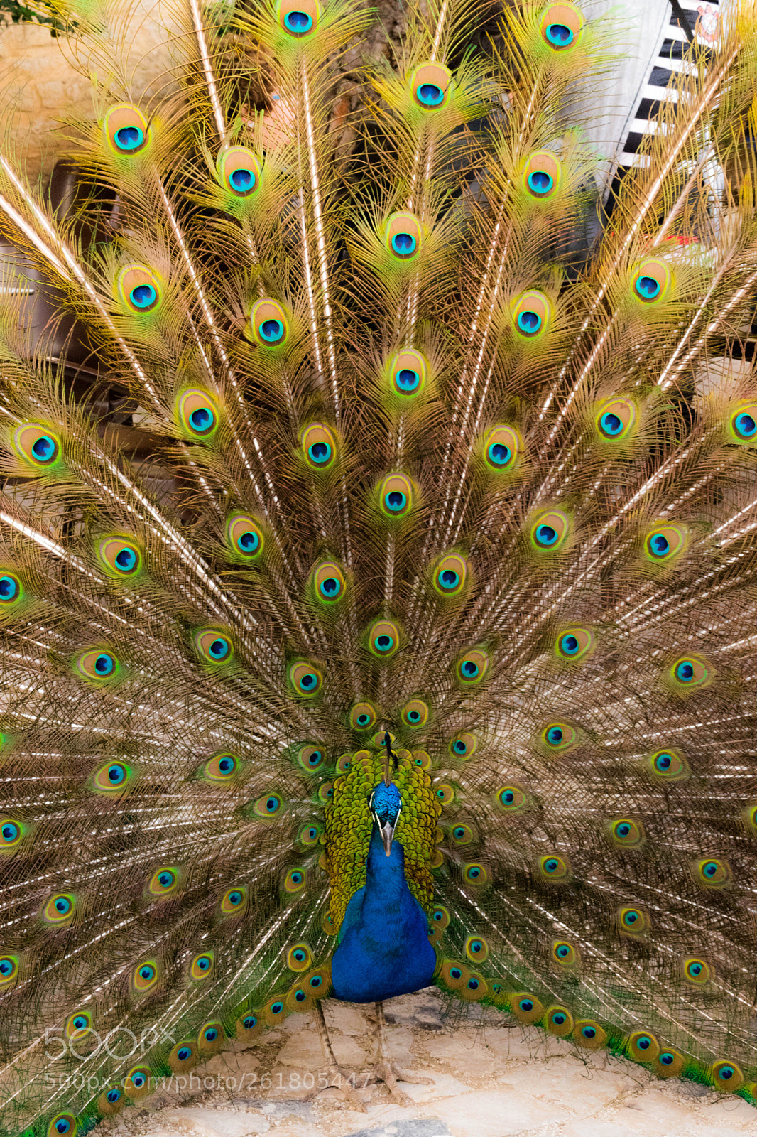 Nikon D5500 sample photo. Colorful photography