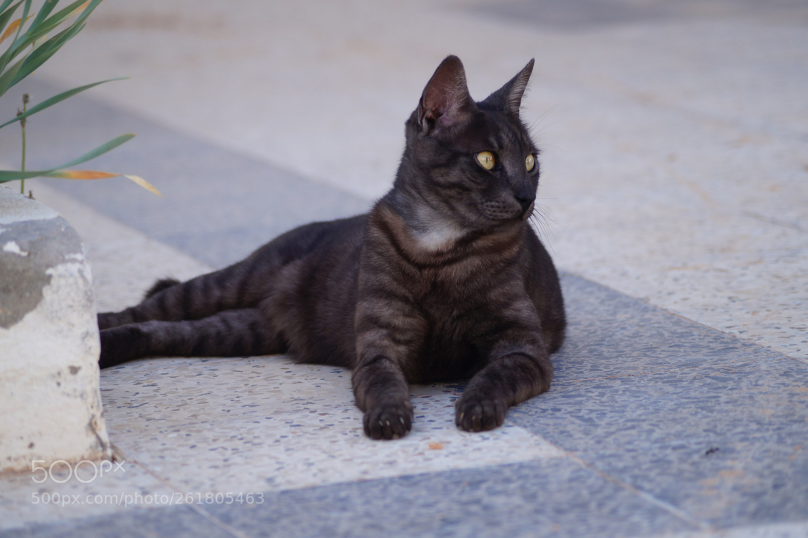 Sony DT 55-200mm F4-5.6 SAM sample photo. Untitled photography