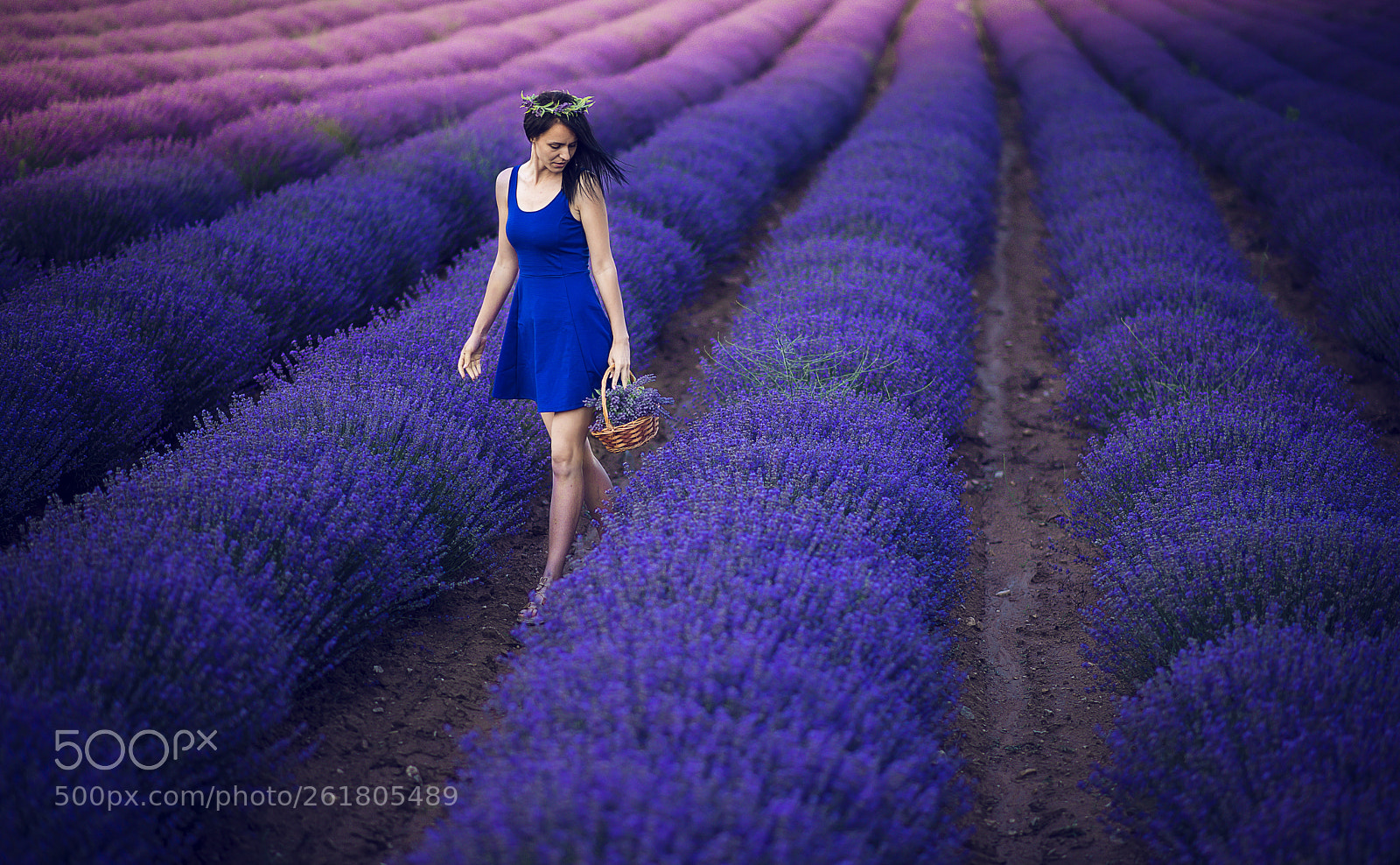 Nikon D610 sample photo. Lavender girl photography