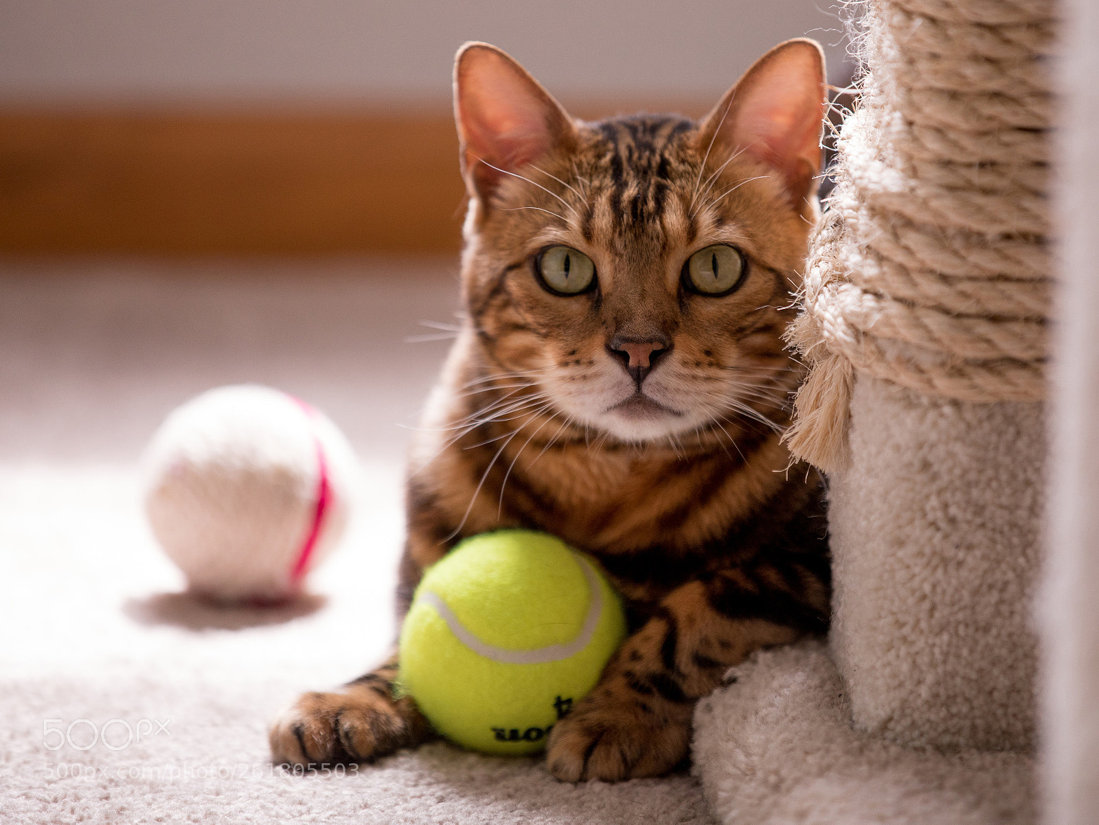 Canon EOS 5D Mark IV sample photo. Rover with toys photography