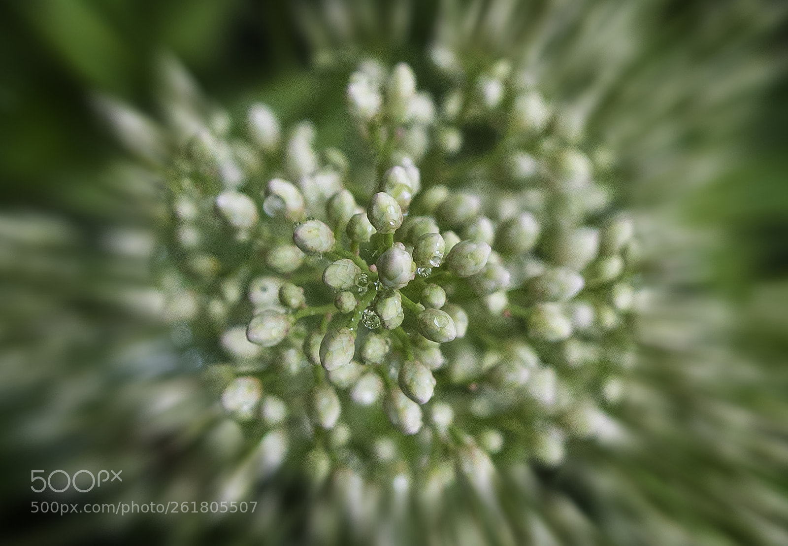 Canon EOS 7D Mark II sample photo. In focus photography