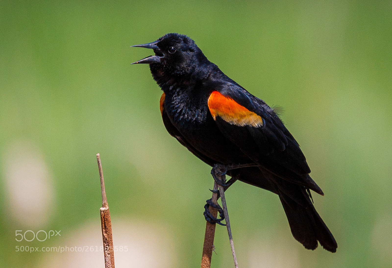 Canon EOS 50D sample photo. Red winged blackbird making photography