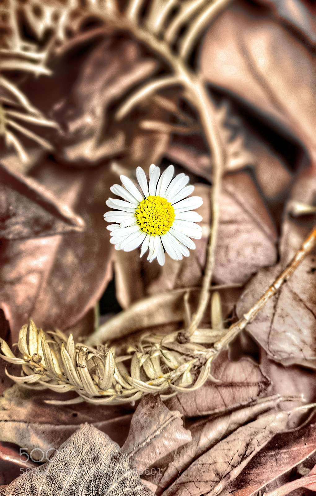 Samsung Galaxy S9+ sample photo. Untitled photography