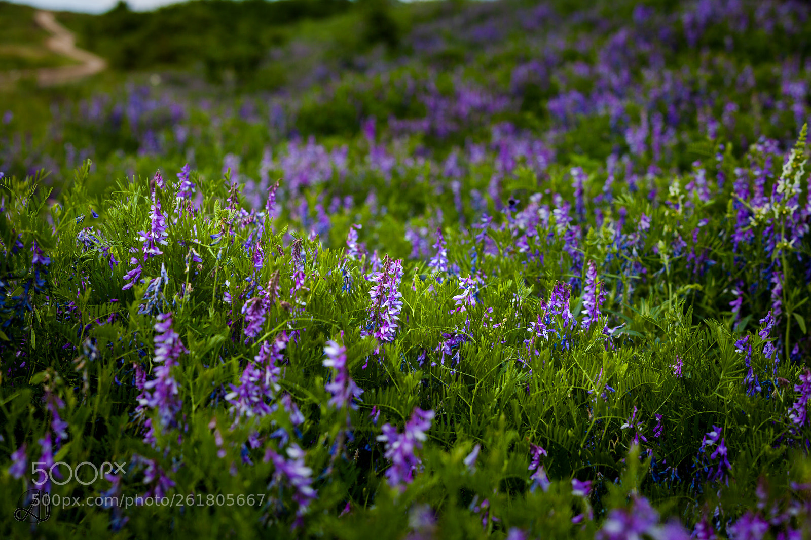 Canon EOS 5D Mark II sample photo. Flowers photography