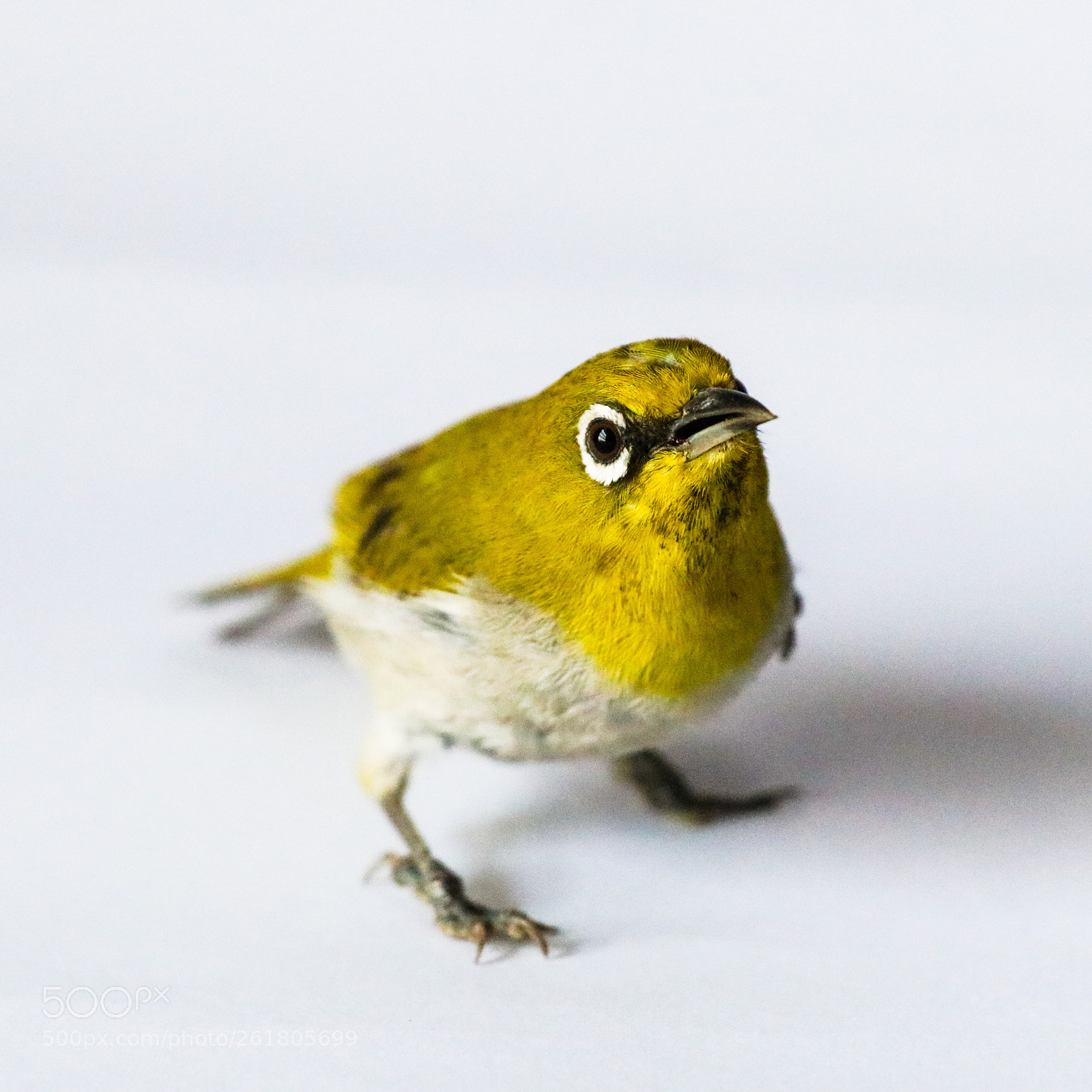Canon EOS 80D sample photo. Silvereye photography