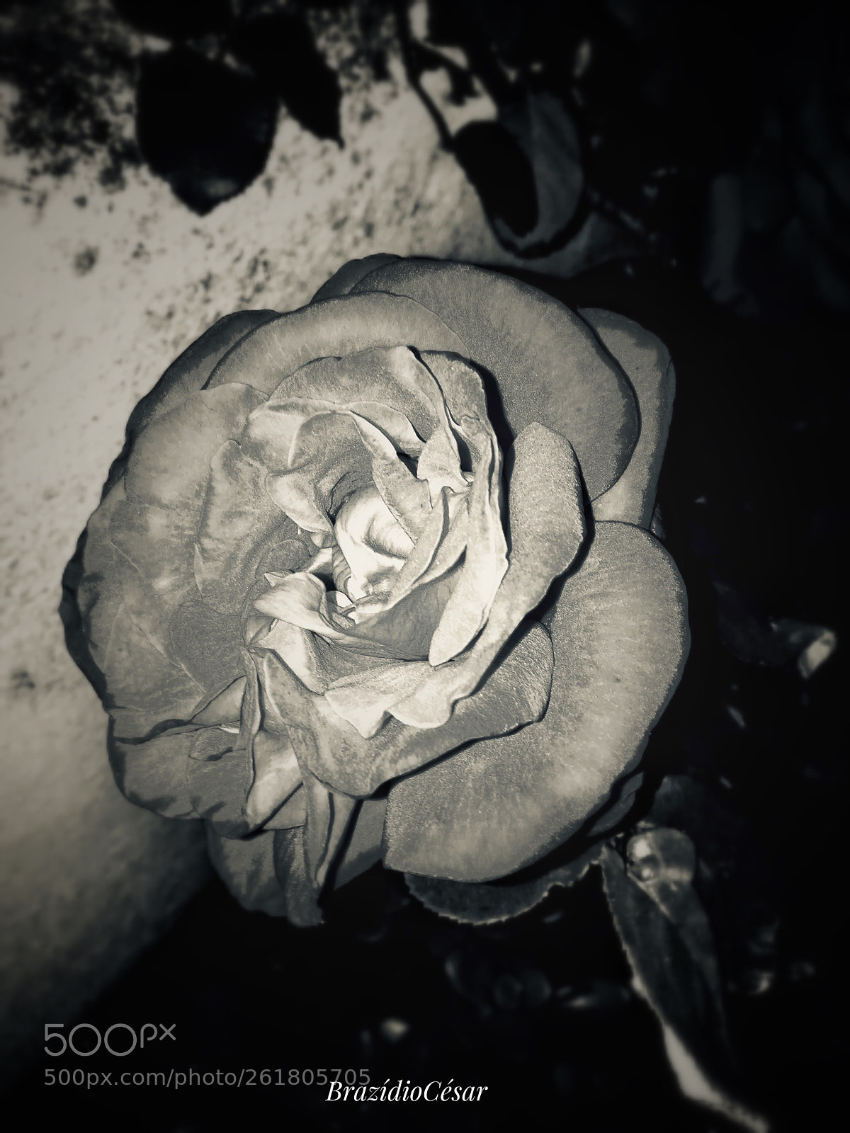 Apple iPhone 6s sample photo. Untitled photography