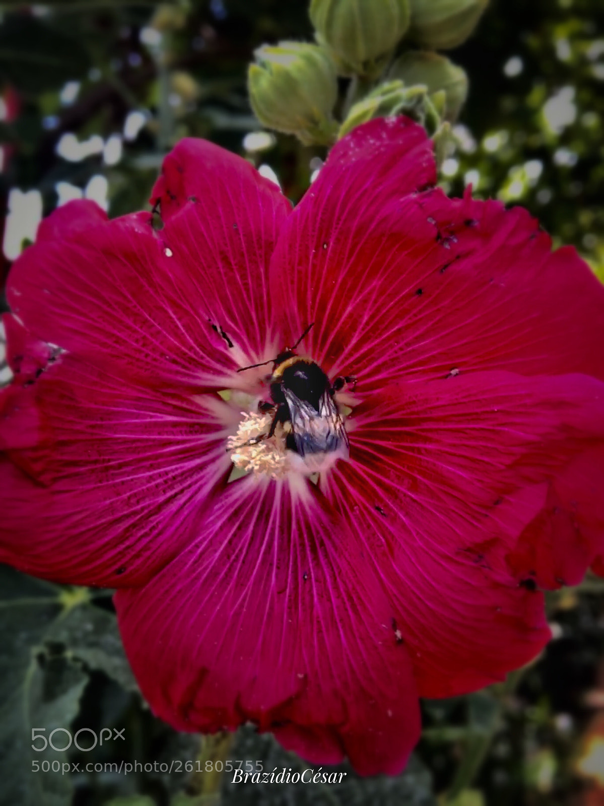 Apple iPhone 6s sample photo. Untitled photography