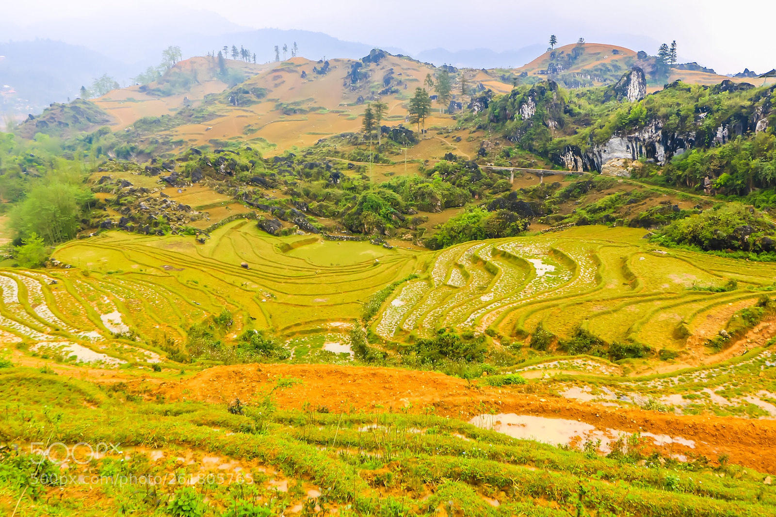 Canon EOS 750D (EOS Rebel T6i / EOS Kiss X8i) sample photo. Rice fields in vietnam  photography