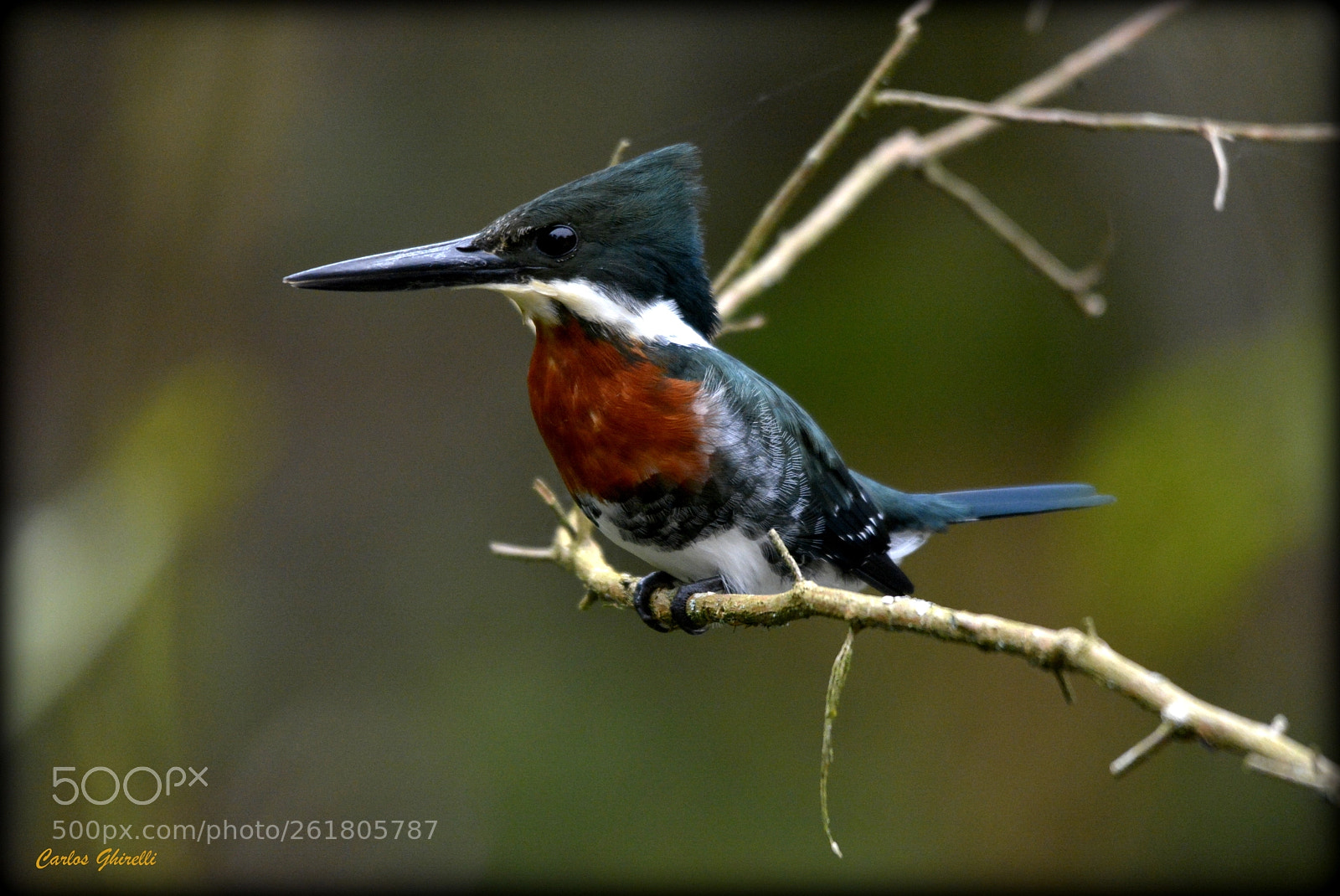 Nikon D5200 + Sigma 120-400mm F4.5-5.6 DG OS HSM sample photo. Birds of brazil- martim photography