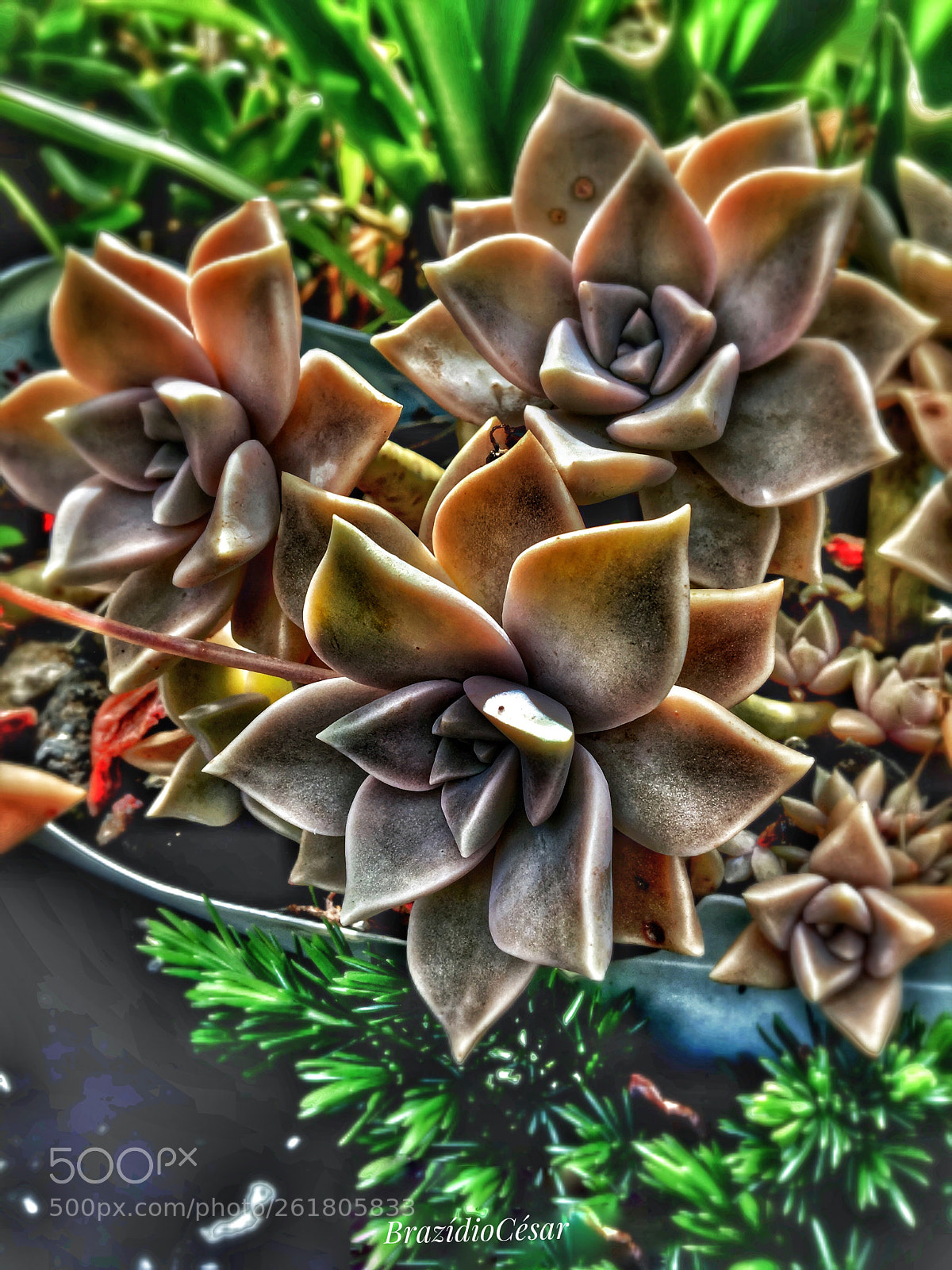 Apple iPhone 6s sample photo. Untitled photography