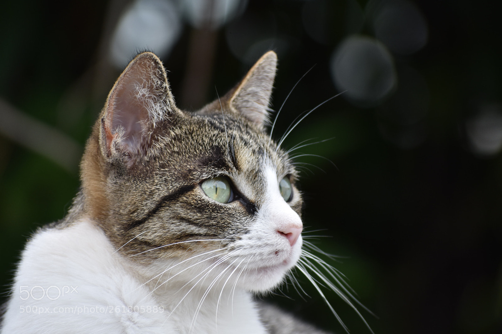 Nikon D7200 sample photo. Untitled photography