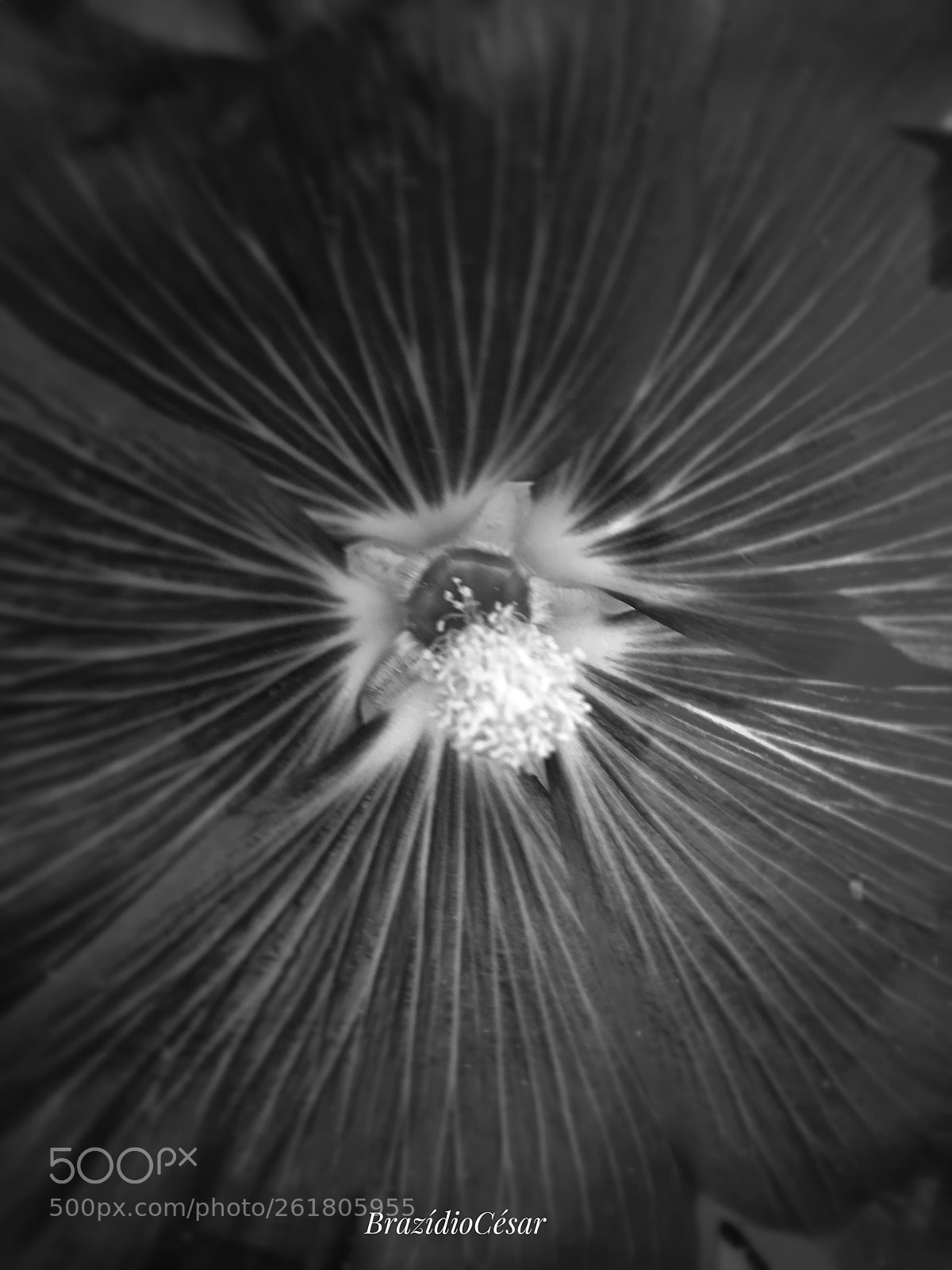 Apple iPhone 6s sample photo. Untitled photography