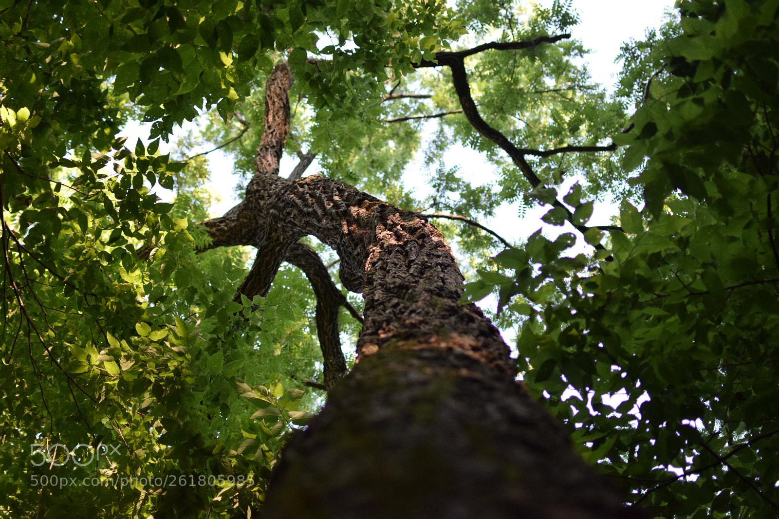 Nikon D5300 sample photo. View from the undergrowth photography