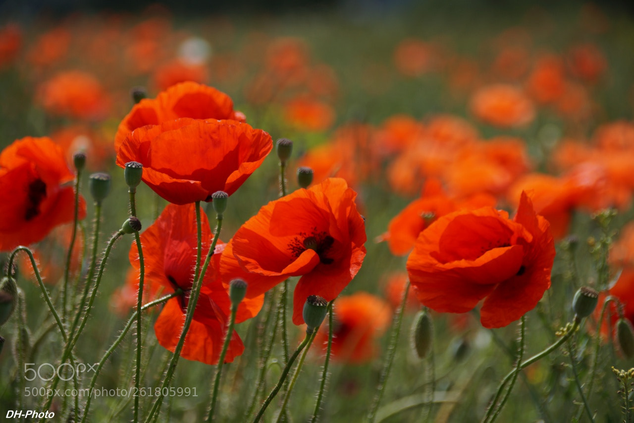 Sony ILCA-77M2 sample photo. Field poppies photography
