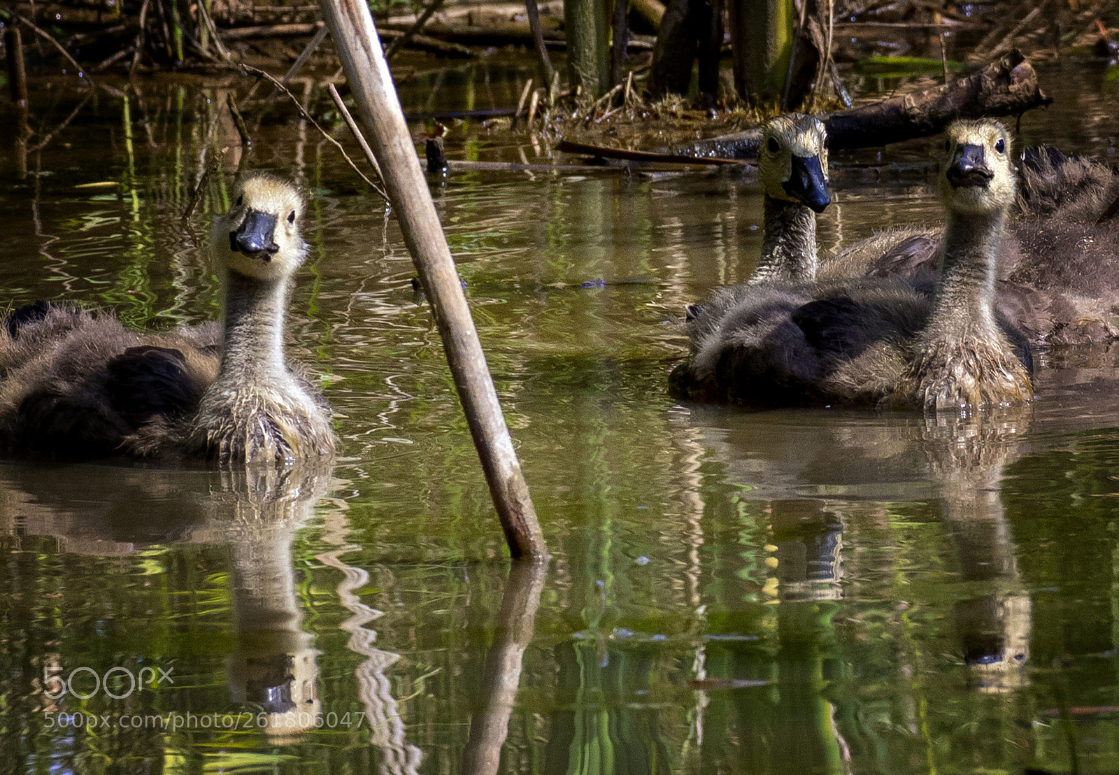 Canon EOS 7D Mark II sample photo. Learners photography