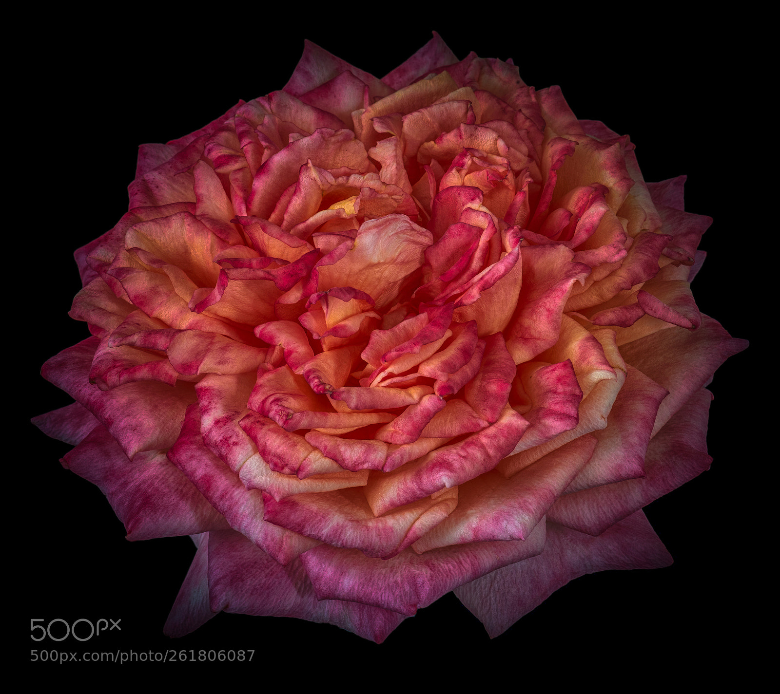 Nikon D810 sample photo. Petals all over photography